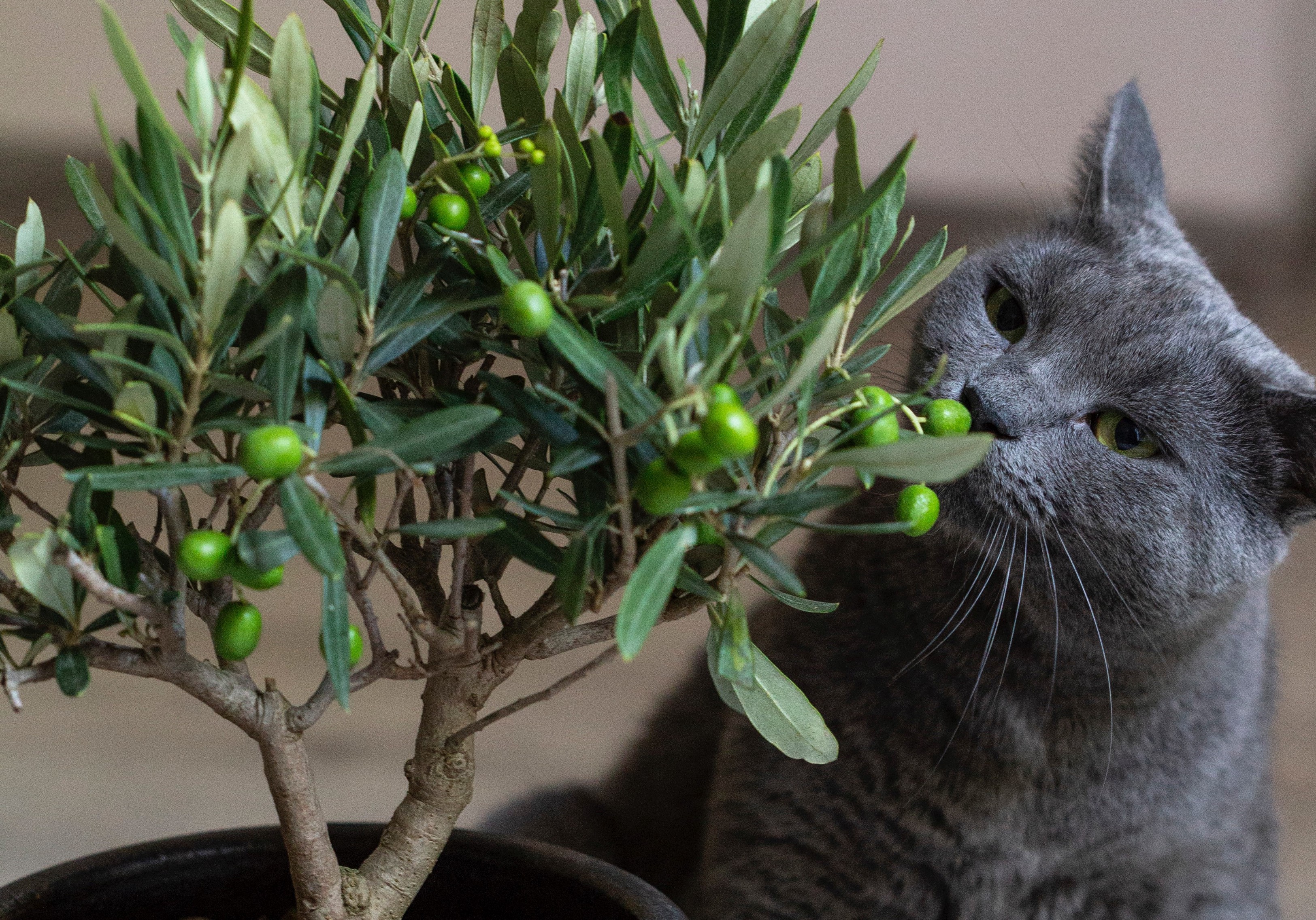 建立一个植物毒性分类器:数据准备和清理
