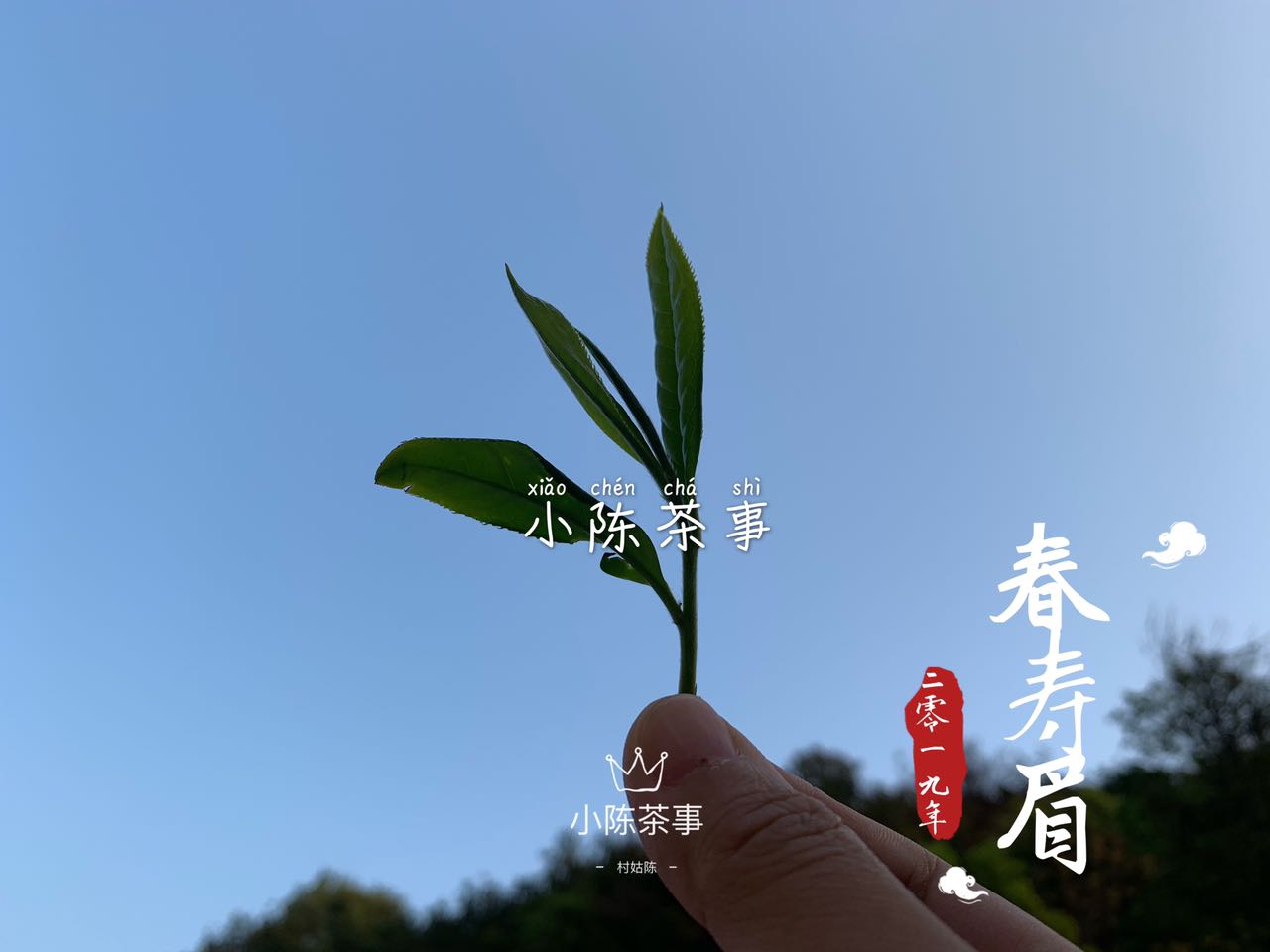 春白茶的采摘标准，无论白毫银针、白牡丹、春寿眉，只看芽叶吗？