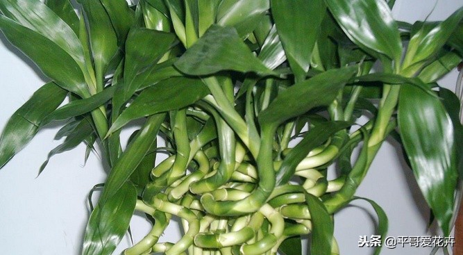 养转运竹的技巧,转运竹叶子发黄怎么养
