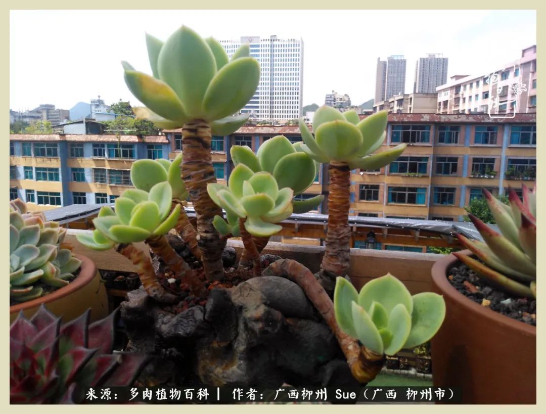 艳阳高照凉爽贵州,我要勤快地捕捉美好!(二)