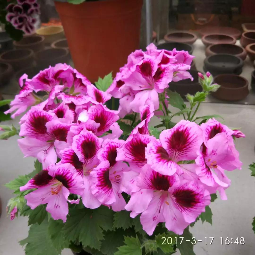 10种天竺葵,天竺葵100种图片大全