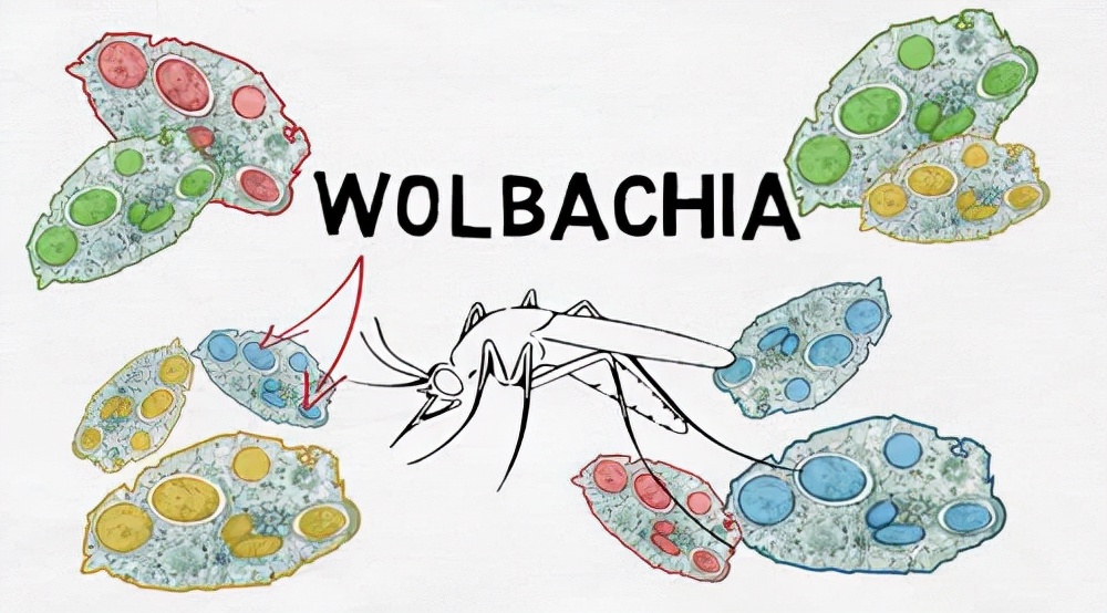 消灭蚊子的最新研究,利用各种手段消灭蚊子的神器