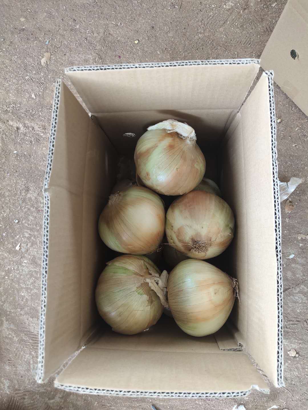 300吨洋葱滞销菜农急盼销路,求助洋葱滞销种植户盼客商