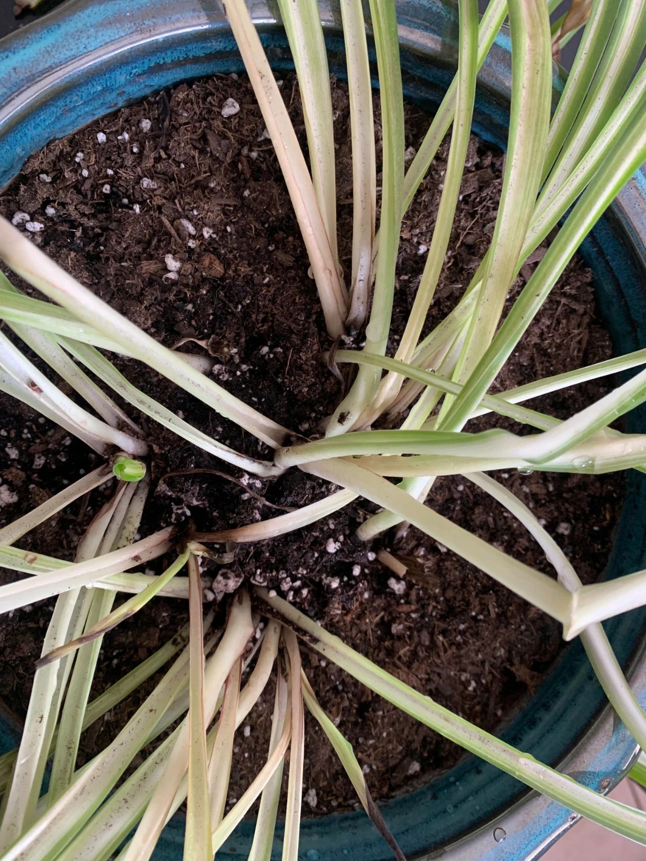 吊兰烂根是什么原因怎样治理,吊兰干尖黄叶怎么办