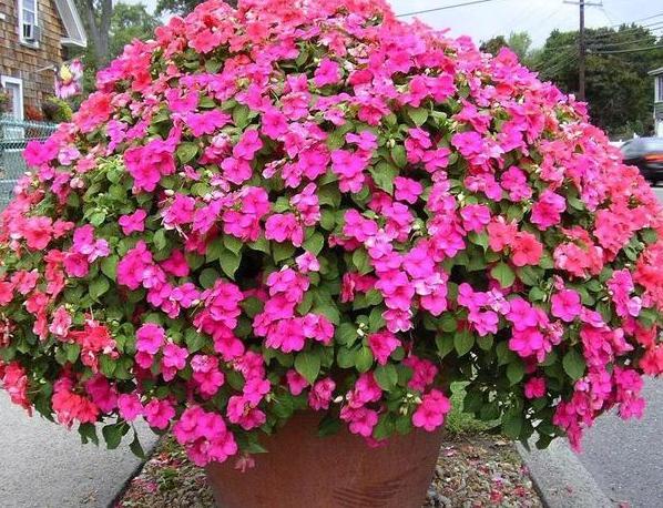 盆栽凤仙花好养,凤仙花怎么养盆栽