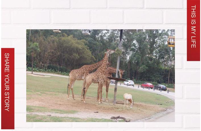 团队自驾游南澳岛旅游攻略,自驾广州长隆3天2夜亲子游攻略