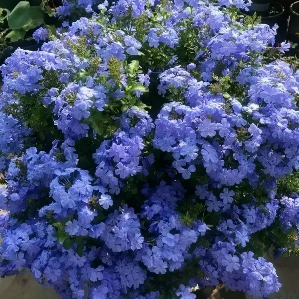 植物叶子上的白粉沫对人有危害吗,植物叶子上发现白色粉怎么处理