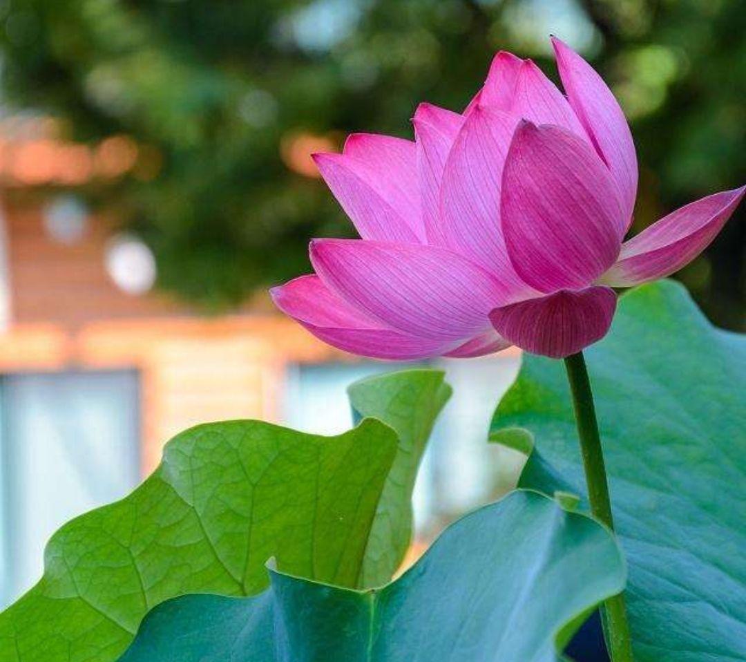 出水芙蓉是什么花图片,出水芙蓉是什么花有什么作用