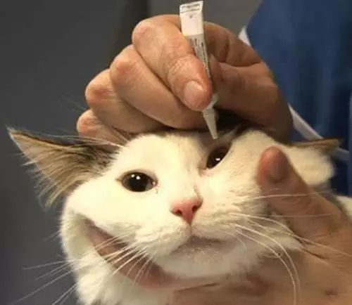 猫咪流黄色鼻涕打喷嚏眼屎多,猫咪换了猫粮眼屎多是怎么回事