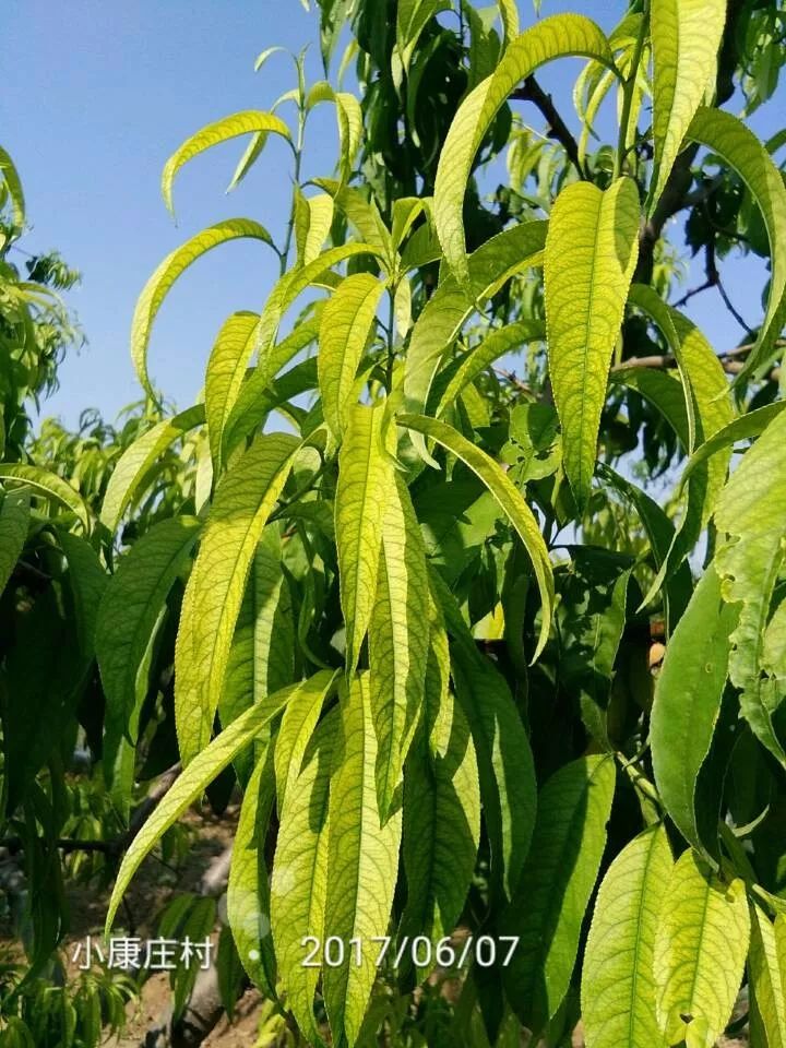 桃树叶片发黄常见原因及解决措施