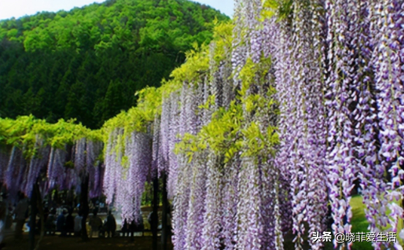 爬墙种植物大全,爬墙类绿植家种