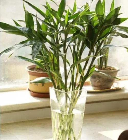 富贵竹叶怎么养才能更旺盛,富贵竹叶子发黄施什么肥