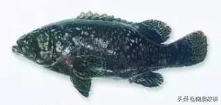 潮汕热销海鲜品种,潮汕常见的海鲜大全