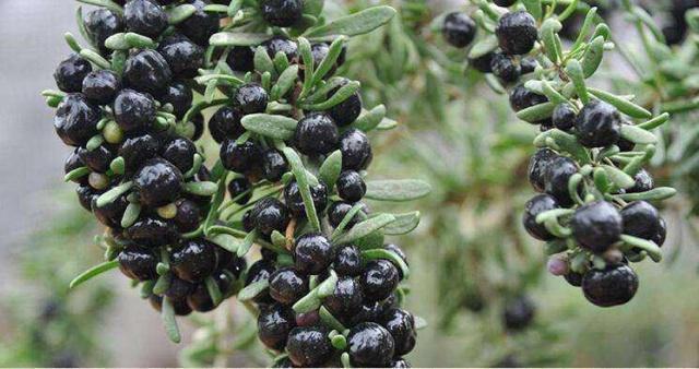 曾被称为“软黄金”1斤800不愁销路，如今神话破灭1斤卖40很费劲