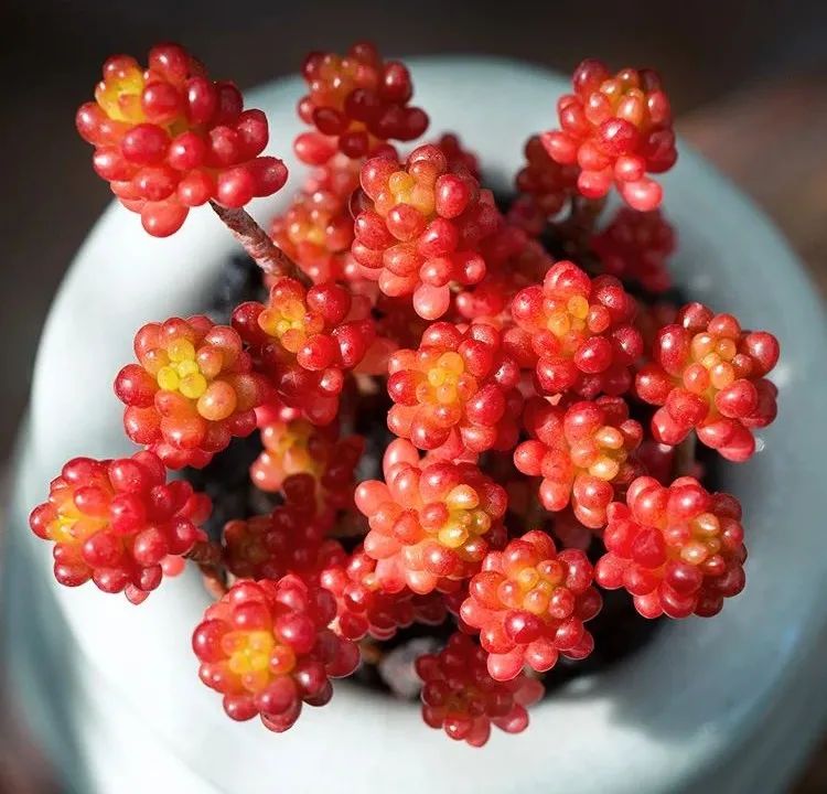 颗颗饱满的果实,颗颗饱满黄金果