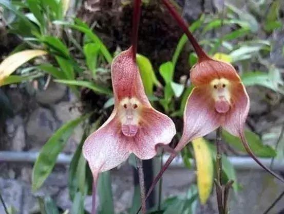 史上最全的兰花鉴赏,兰花品种之精品欣赏