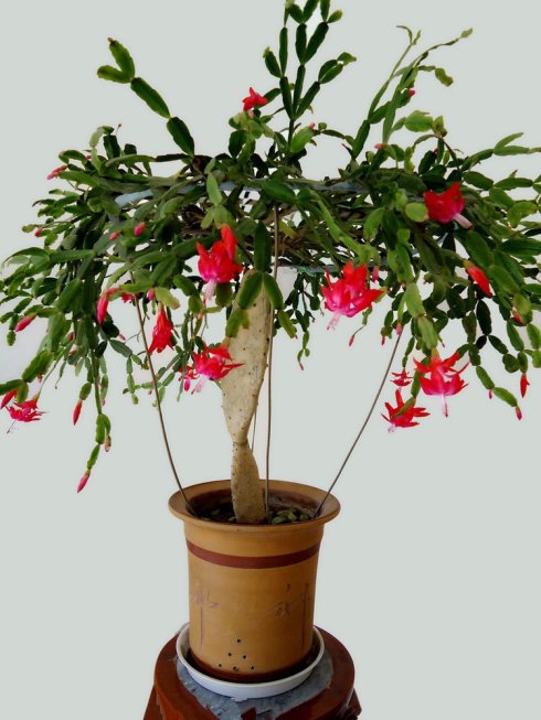 淘米水和香蕉皮发酵有什么肥效,淘米水加酵母粉能快速的发酵