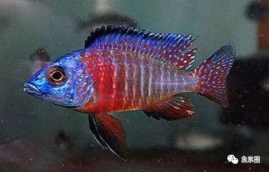三湖慈鲷马鲷孔雀鱼多久发色,三湖慈鲷鱼之马鲷鱼