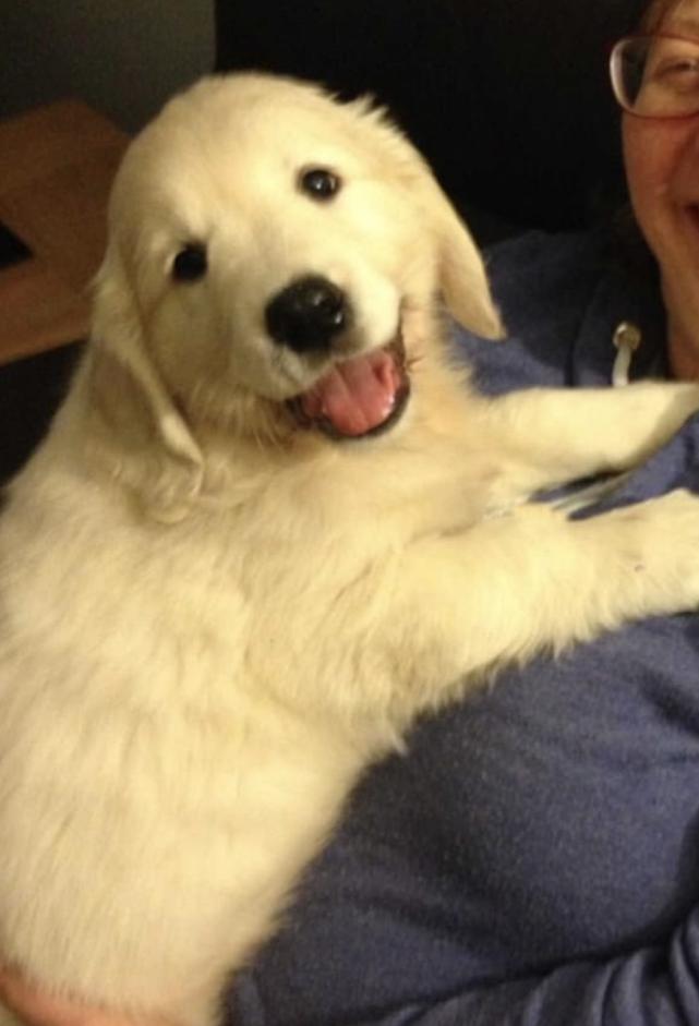 暖心金毛保护小主人,暖心狗狗替老人下雨