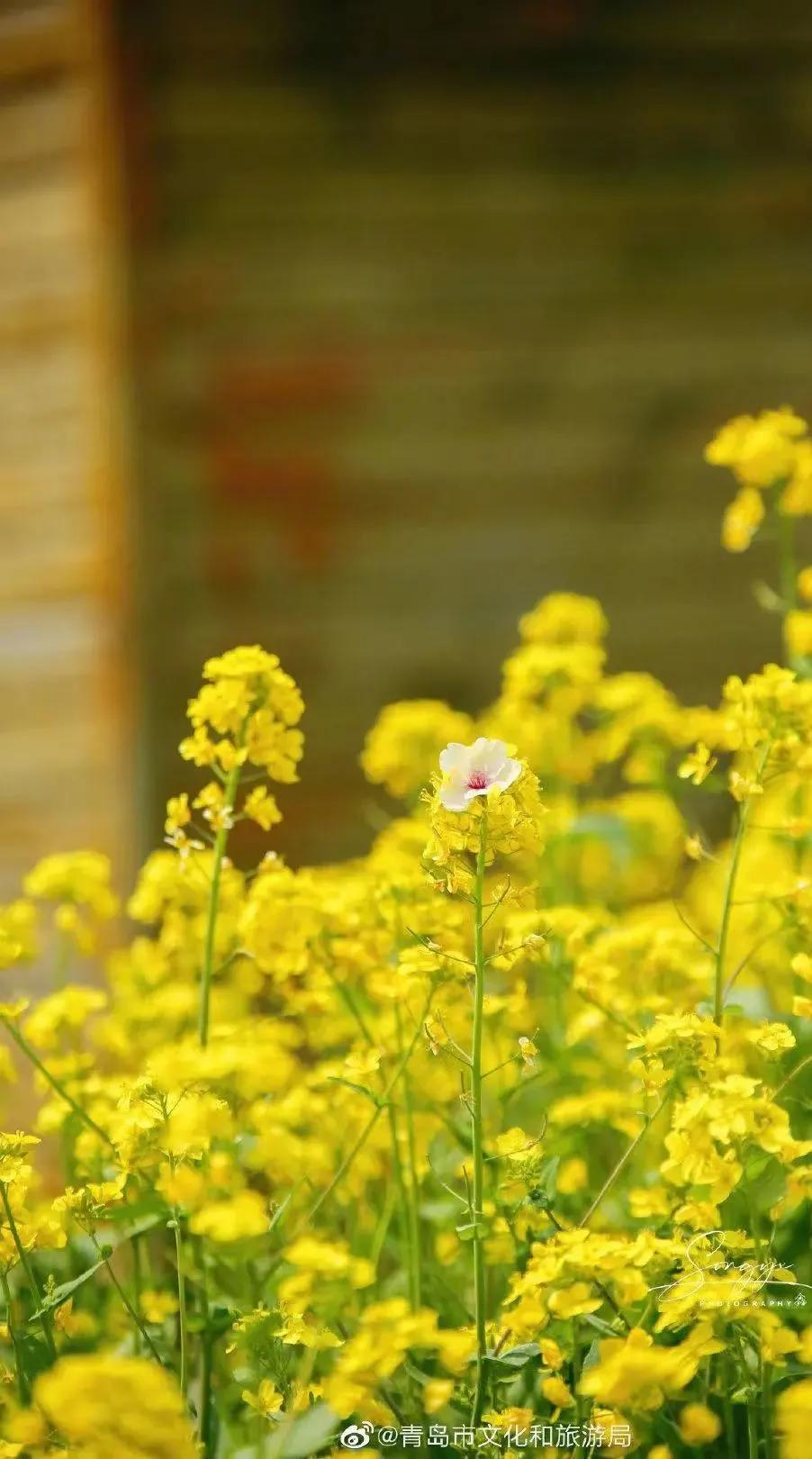 《五一青岛游攻略》.doc！快乐“青”球在这里，现在就出发！