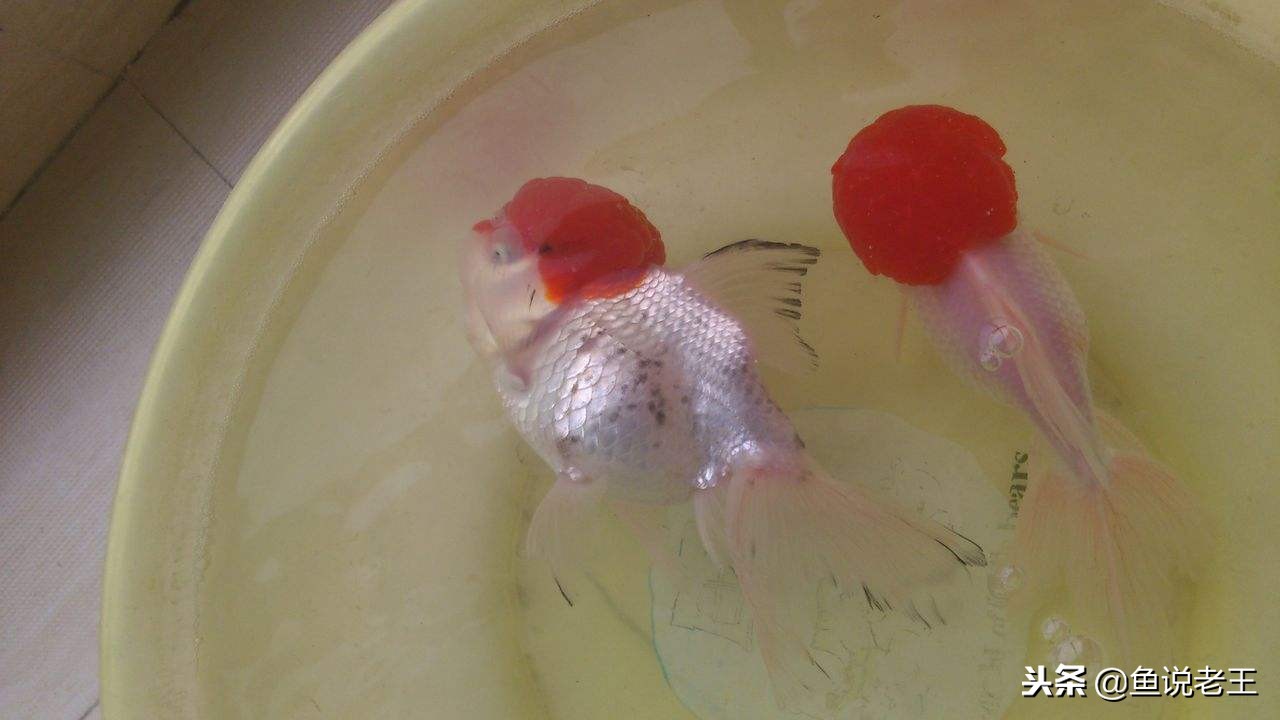 长时间不换水鱼会死吗,长时间不换水鱼会得什么病