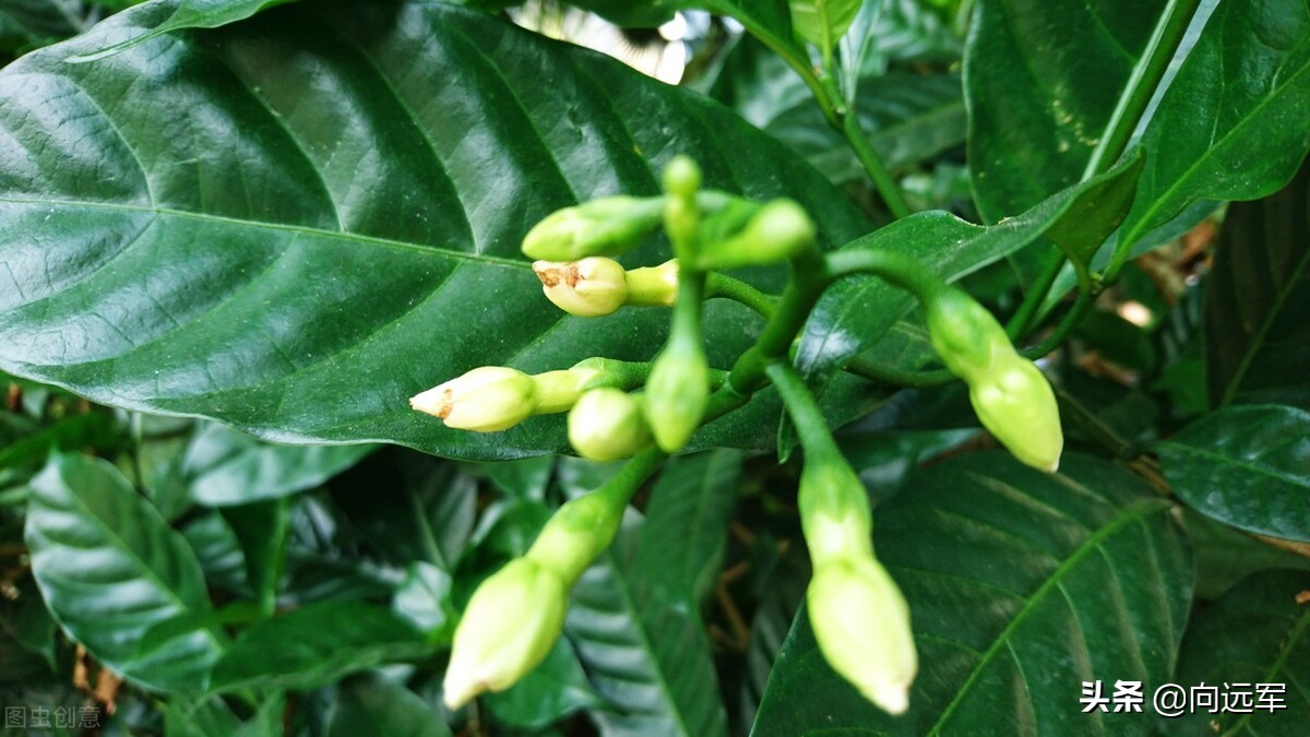 栀子花开花香满屋,六月栀子香