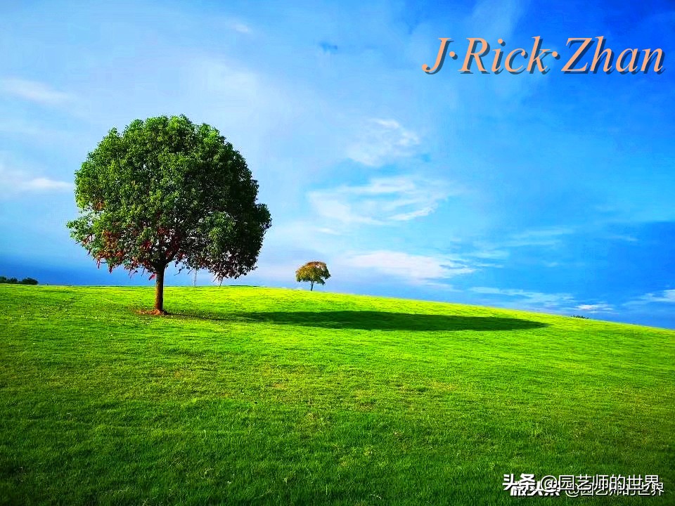 高尔夫果岭草坪家庭院子种植,麦冬草坪种植方法和注意事项