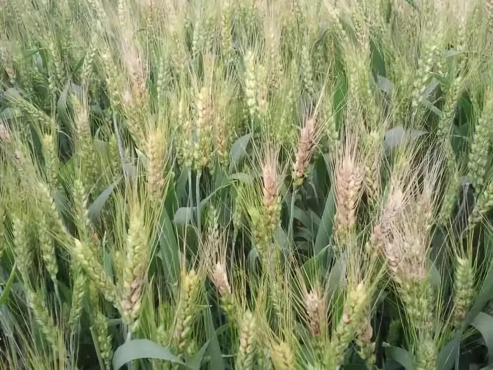 小麦已发生赤霉病怎么办,小麦赤霉病菌的危害和防治方法