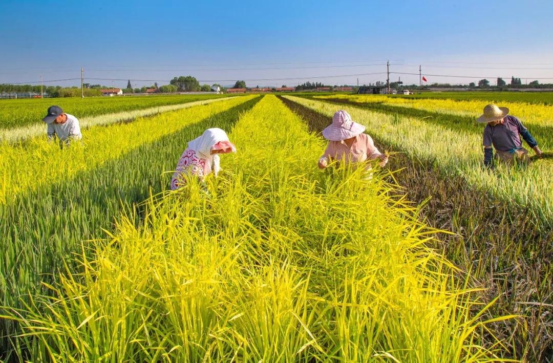 东港这么美！我要去看看