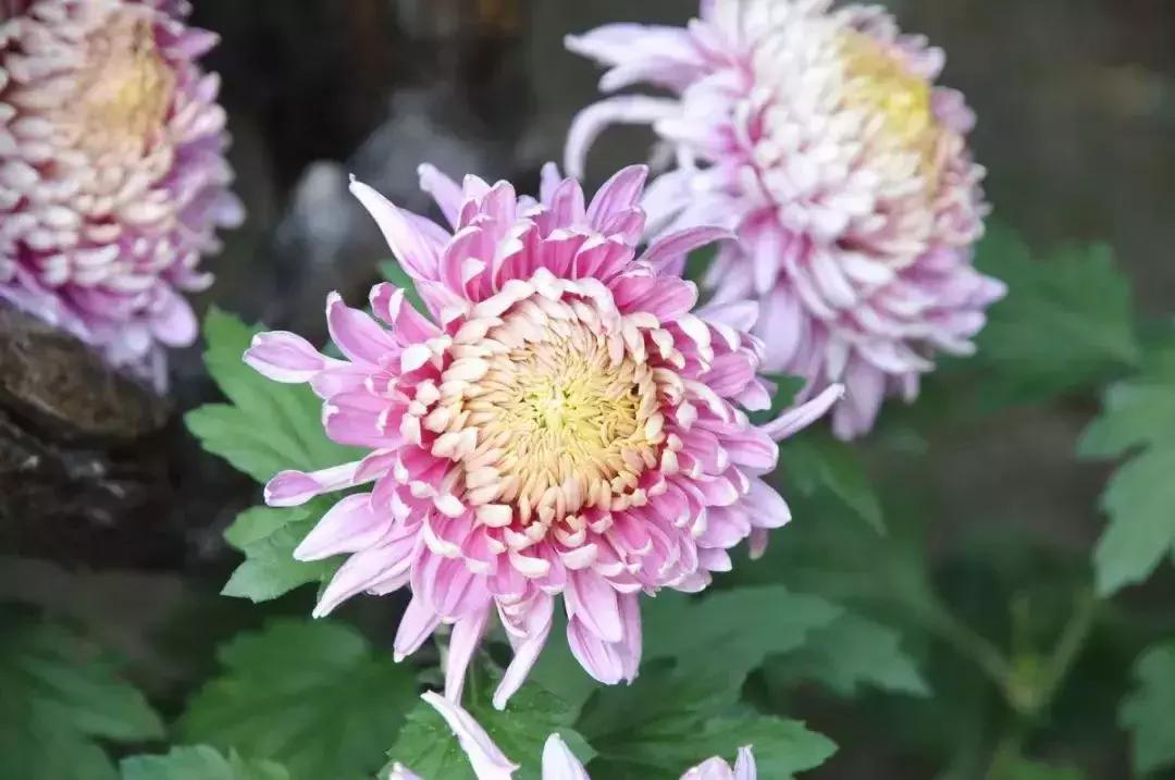 广州现在赏花哪里最好,广州各区赏花全指南