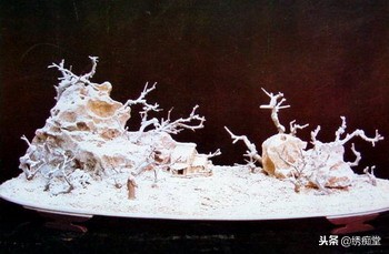 丛林式盆景欣赏,盆景欣赏及制作