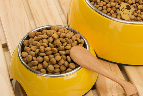 泰迪饲养攻略,养泰迪的技巧和方法