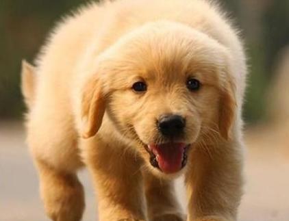 狗狗缺钙后腿无力多久才能恢复,狗狗长期缺钙会怎么样