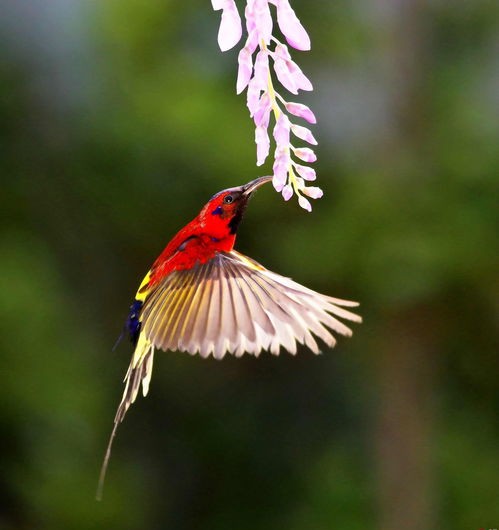 金沙遗址太阳鸟图片,叉尾太阳鸟图片大全