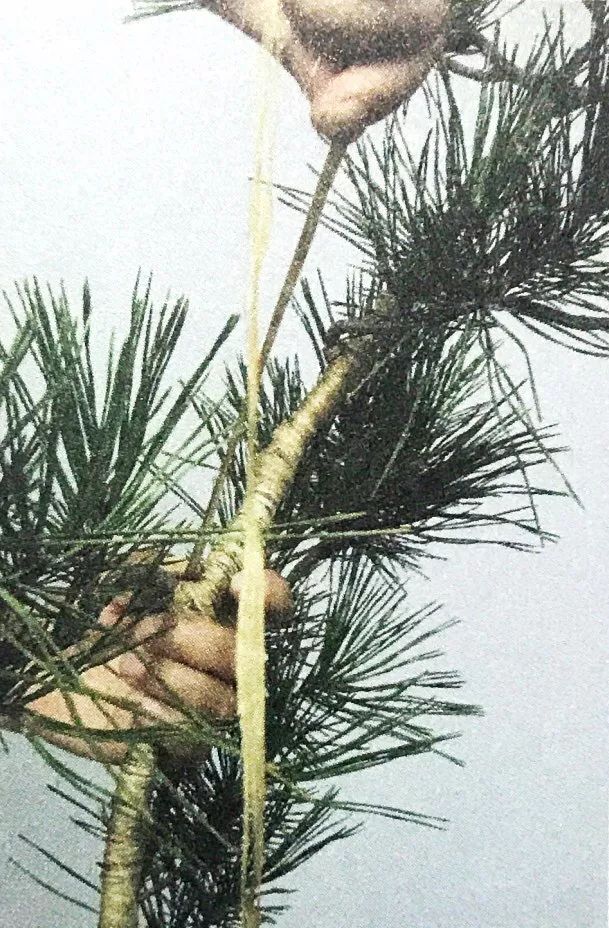 1000元左右黑松盆景,黑松基地黑松盆景