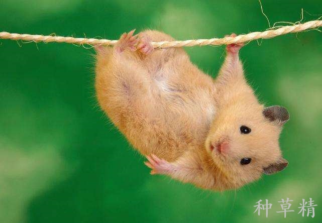 粘鼠板粘到老鼠怎么去除,粘鼠板粘到老鼠怎么处理