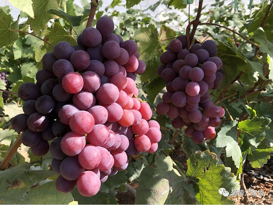 葡萄地种菜不长,葡萄地不储水