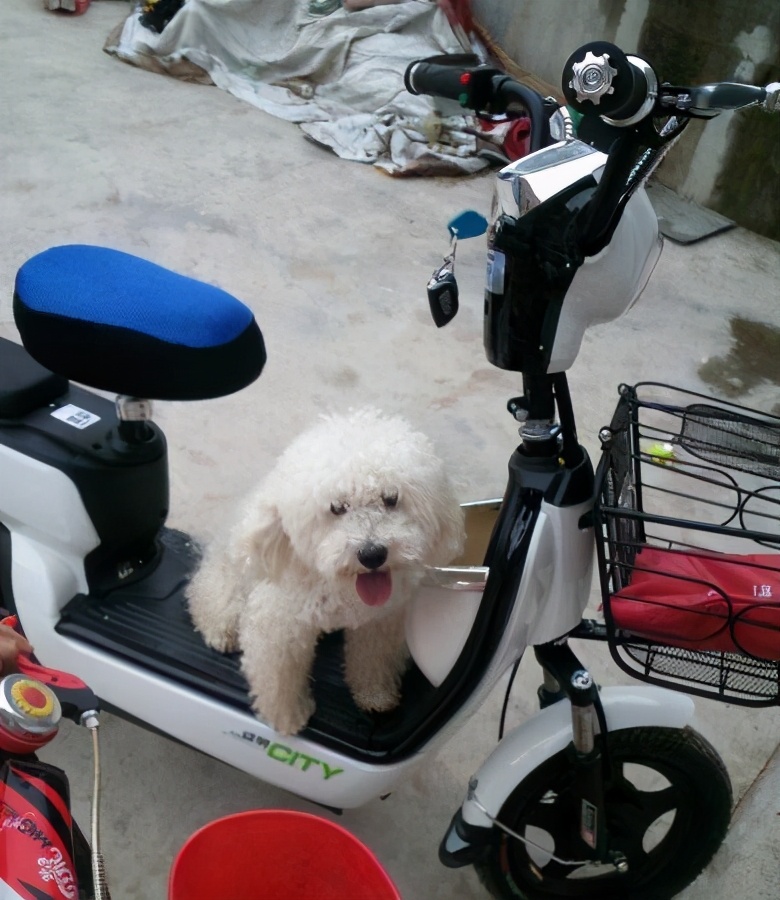 谨慎!不要再用这几种方式遛比熊了,会伤害到它