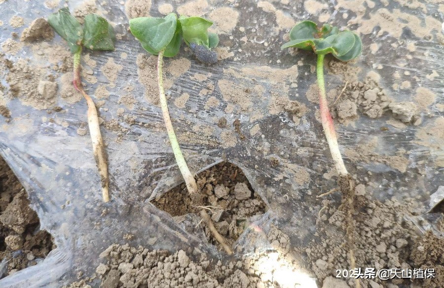 棉田除草剂对麦田出苗有影响吗,棉苗除草剂药害表现