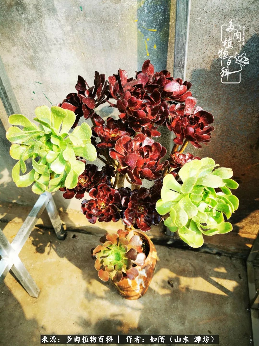 凤凰涅槃,浴火重生!多肉法师圣斗士们的秋天!(附养护经验)