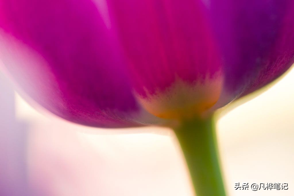 微距镜头和普通镜头有什么区别,什么是微距