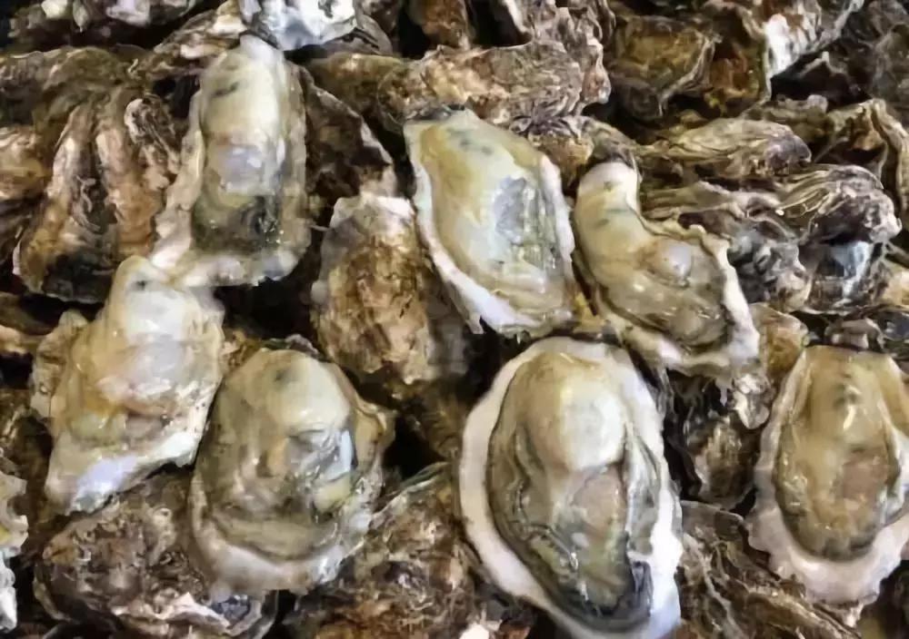 乳山牡蛎怎么吃的视频,乳山精致牡蛎