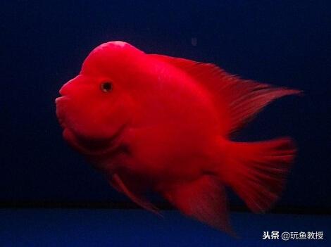如何养好金刚鹦鹉鱼,新手怎么养金刚鹦鹉鱼