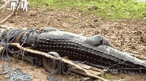 最新世界十大“怪”,最后一个太绝了!