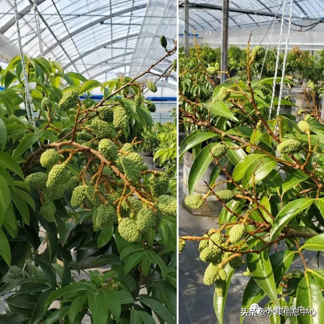 日本农业发达到什么程度?荔枝、香蕉、菠萝竟然用温室来种