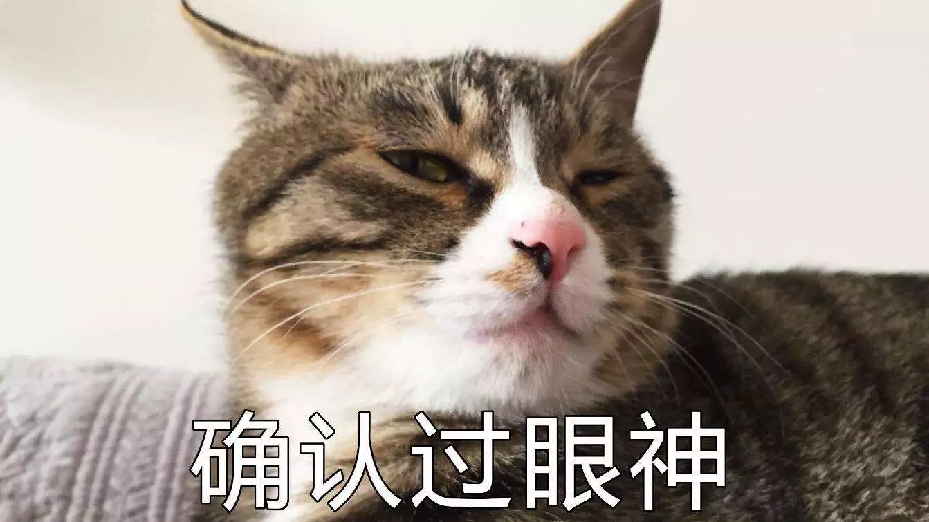 猫咪犯错它知道吗,猫咪犯错的6个表现