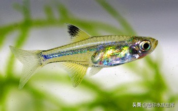 最好看的鱼灯,哪些灯鱼发色好看