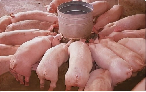 母猪产后奶水少怎么解决,母猪产后一点奶没有打什么药