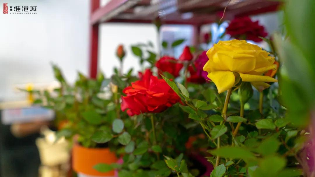 免费领!新华·维港城“绿色甜城”计划,业主免费领绿植