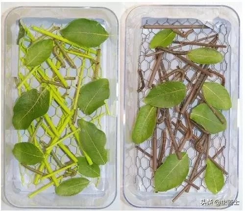 尺蠖虫伪装,尺蠖伪装视频动画